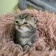 Brit rövidszőrű tabby kislány