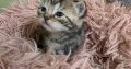 Brit rövidszőrű tabby kislány