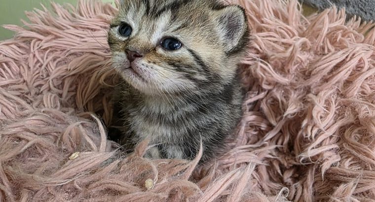 Brit rövidszőrű tabby kislány