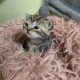 Brit rövidszőrű tabby kislány
