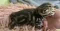 Brit rövidszőrű tabby kislány