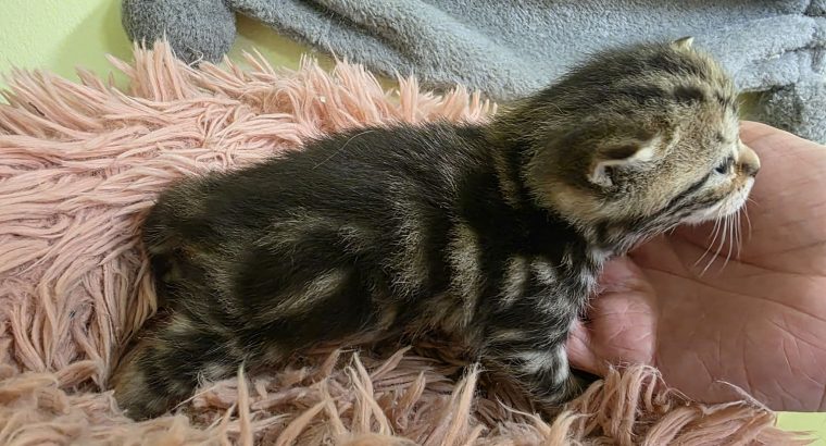Brit rövidszőrű tabby kislány
