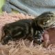 Brit rövidszőrű tabby kislány