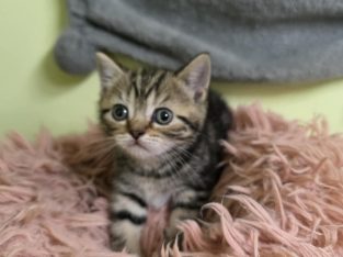 Brit rövidszőrű tabby kislány