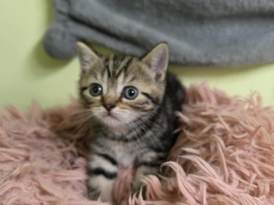 Brit rövidszőrű tabby kislány
