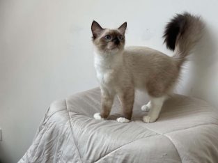 Ragdoll kislány cica