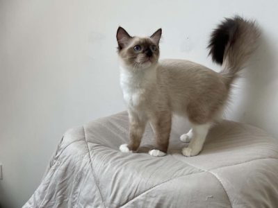 Ragdoll kislány cica