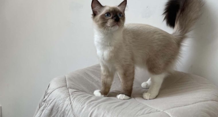 Ragdoll kislány cica