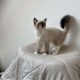 Ragdoll kislány cica