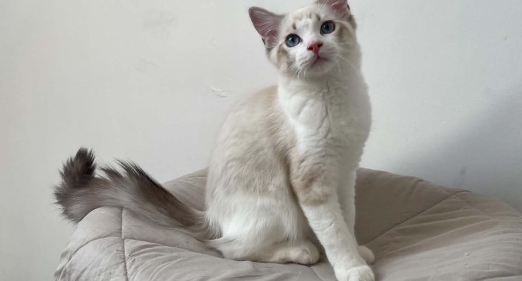 Ragdoll kisfiú cica