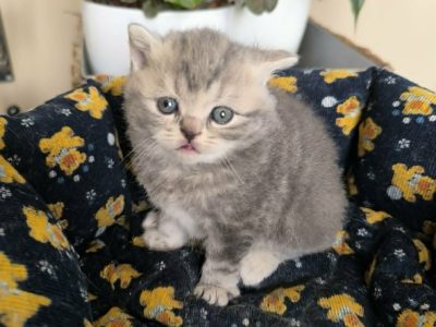 Apolló vagyok és hódítani akarok