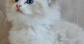 Ragdoll kisfiú cica