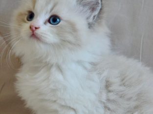 Ragdoll kisfiú cica