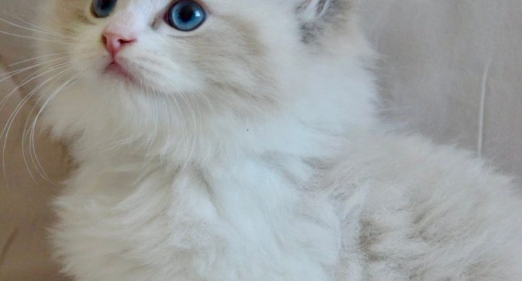 Ragdoll kisfiú cica