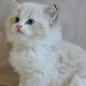 Ragdoll kisfiú cica