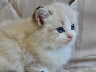 Ragdoll kisfiú cica