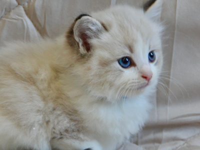 Ragdoll kisfiú cica