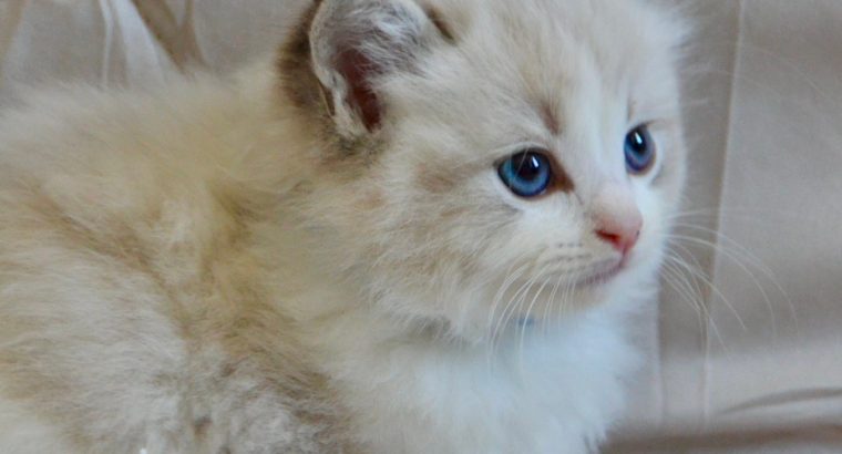 Ragdoll kisfiú cica