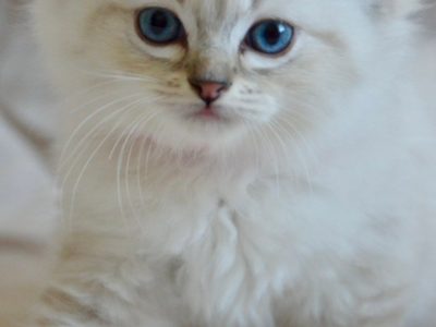 Ragdoll kislány cica