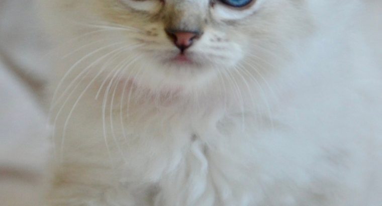 Ragdoll kislány cica