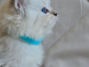 Ragdoll kislány cica