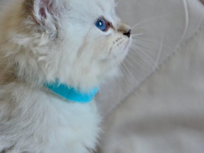 Ragdoll kislány cica