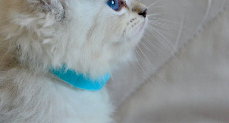 Ragdoll kislány cica