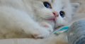 Ragdoll kisfiú cica