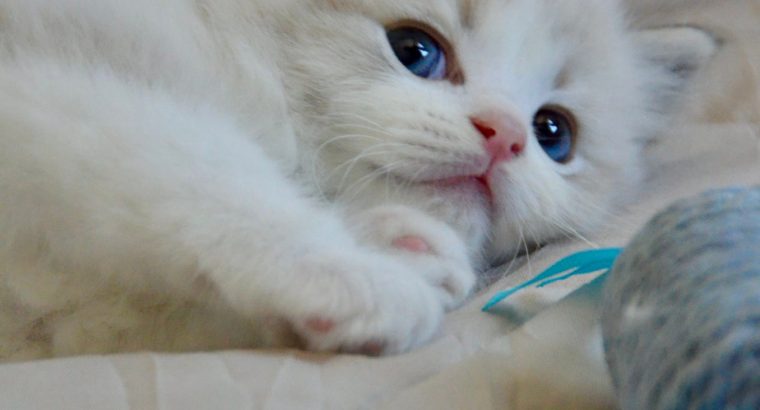 Ragdoll kisfiú cica