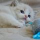 Ragdoll kisfiú cica