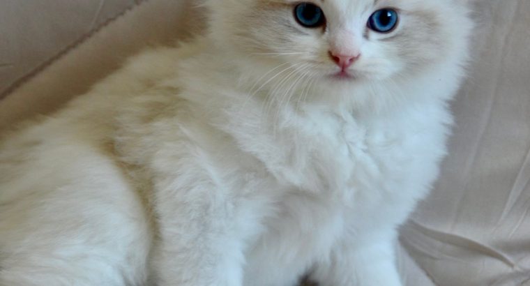 Ragdoll kisfiú cica