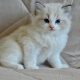 Ragdoll kisfiú cica