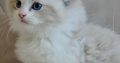 Ragdoll kisfiú cica