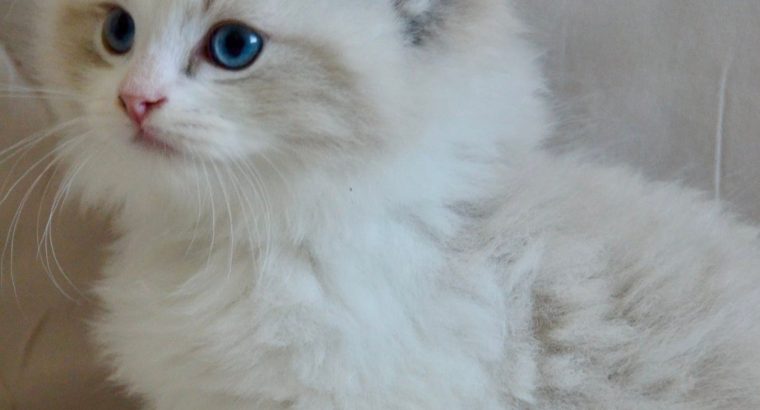 Ragdoll kisfiú cica