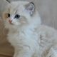 Ragdoll kisfiú cica