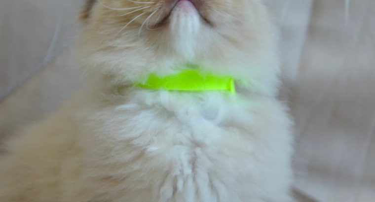 Ragdoll kislány cica