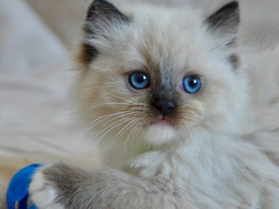 Ragdoll kislány cica