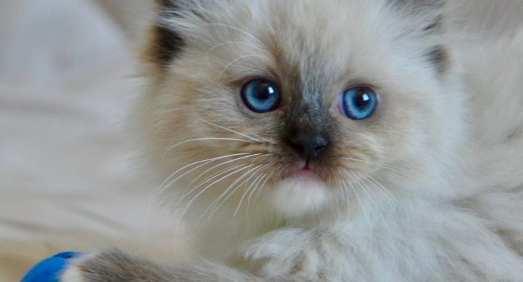 Ragdoll kislány cica