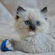 Ragdoll kislány cica