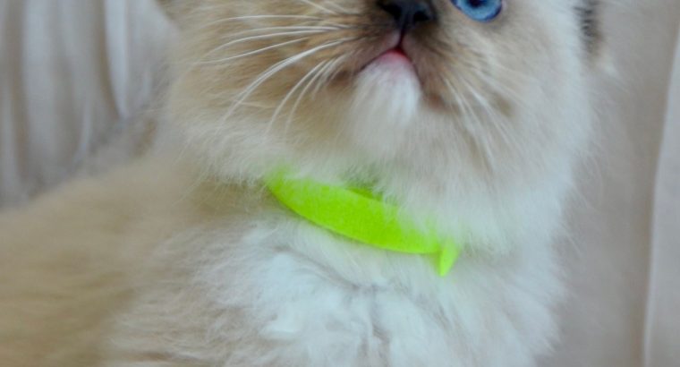 Ragdoll kislány cica