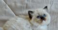 Ragdoll kislány cica