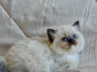 Ragdoll kislány cica