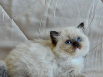 Ragdoll kislány cica