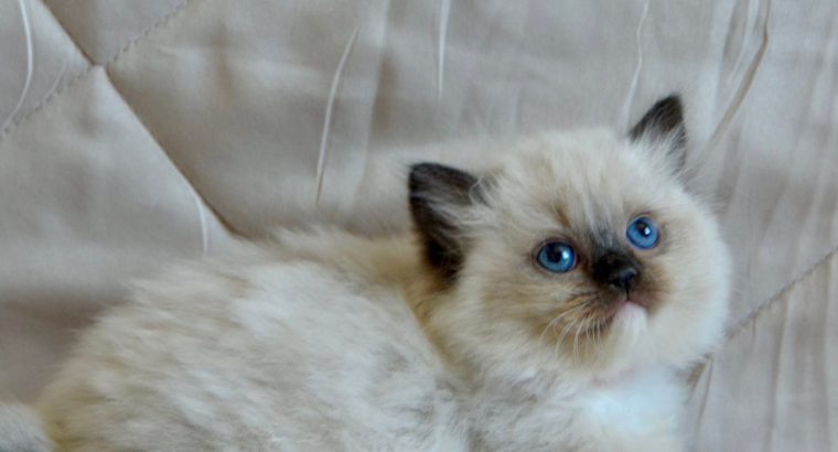 Ragdoll kislány cica