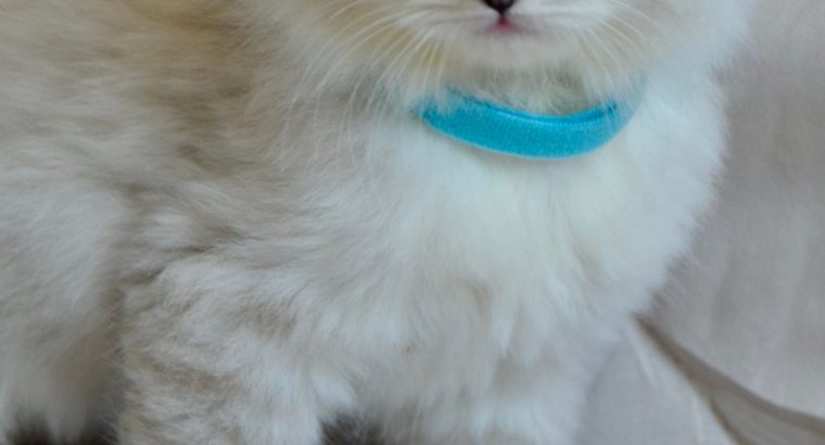 Ragdoll kislány cica