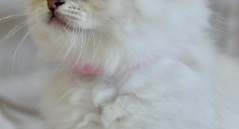 Ragdoll kislány cica