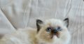 Ragdoll kislány cica