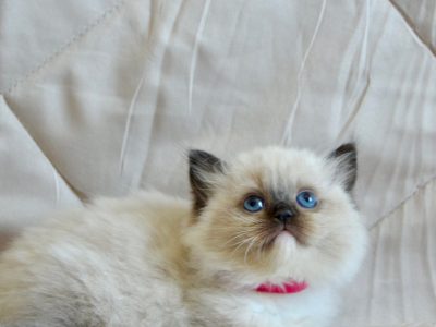 Ragdoll kislány cica