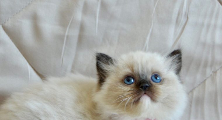 Ragdoll kislány cica