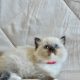 Ragdoll kislány cica